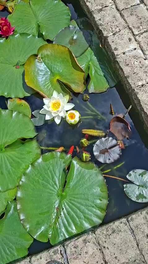 FISH IN THE WATER GARDEN