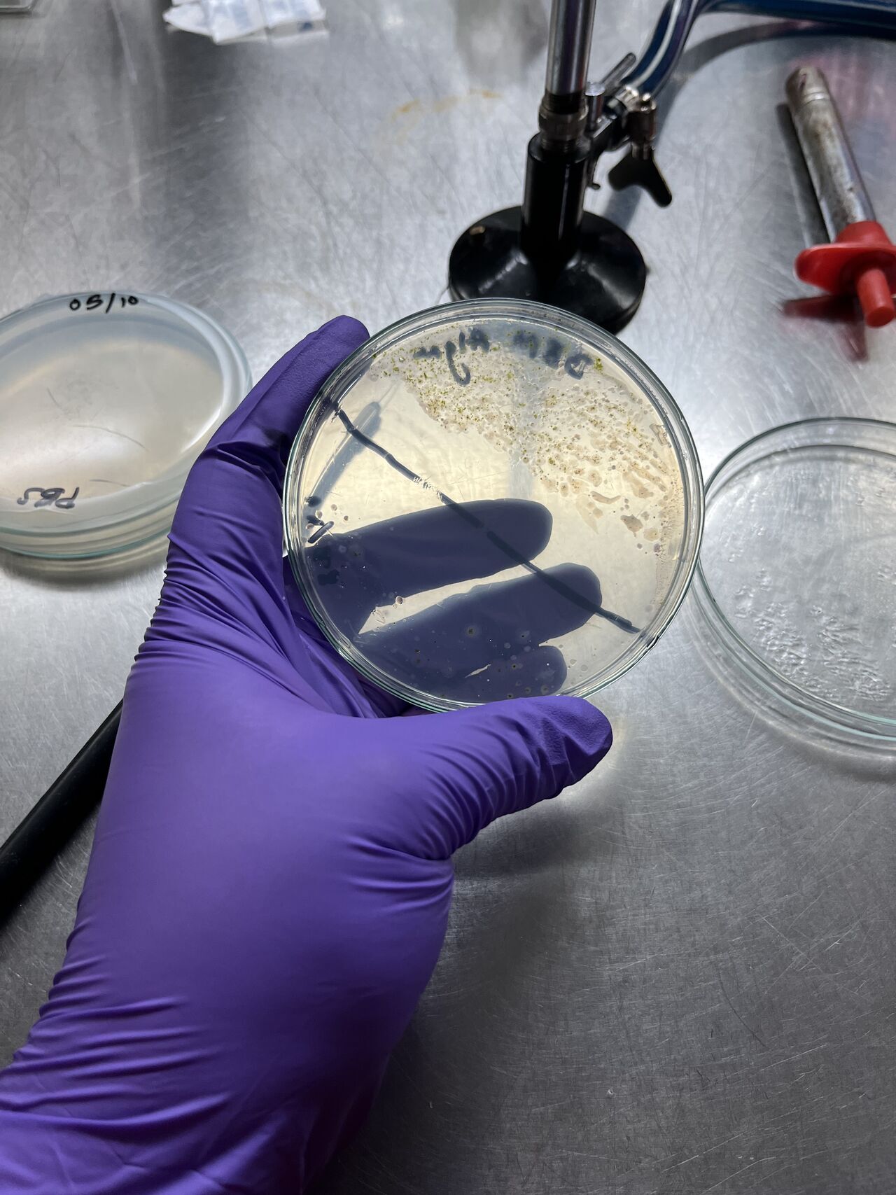 Isolation of Microalgae from Polluted Water