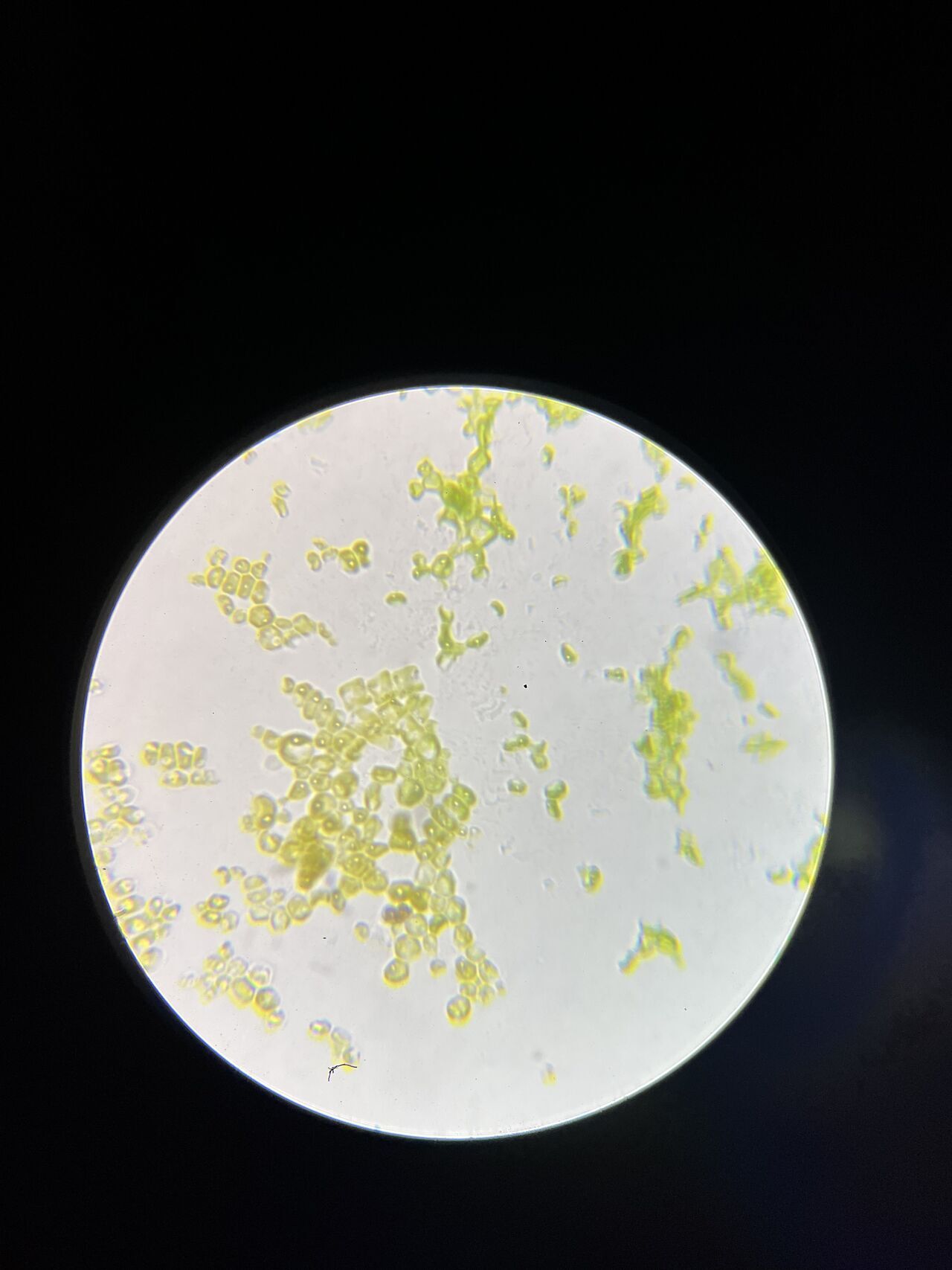 Verification of Isolate