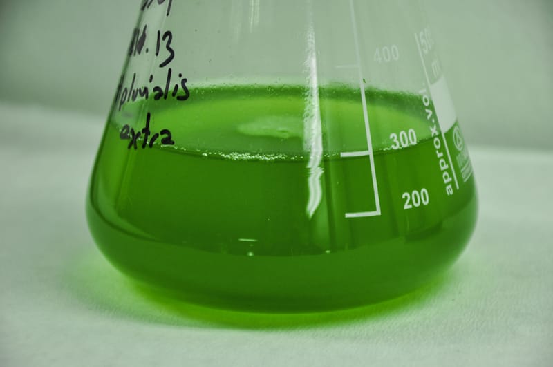 MICROALGAE PRODUCTS