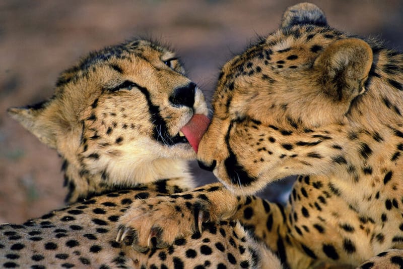 De taal van het hart (verbindende communicatie) - proefles