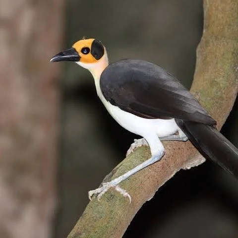 Community Based Monitoring of Bird species