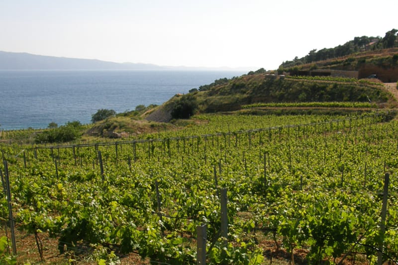 Winetasting for early birds