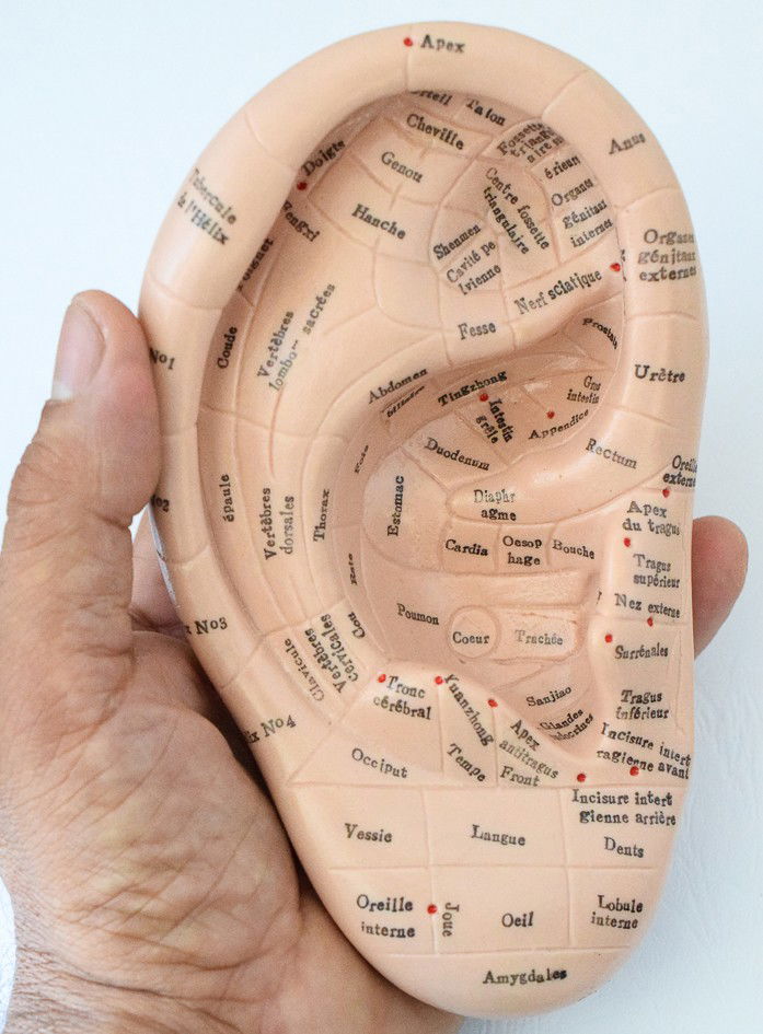 Qu'est-ce que l'Auriculothérapie ?