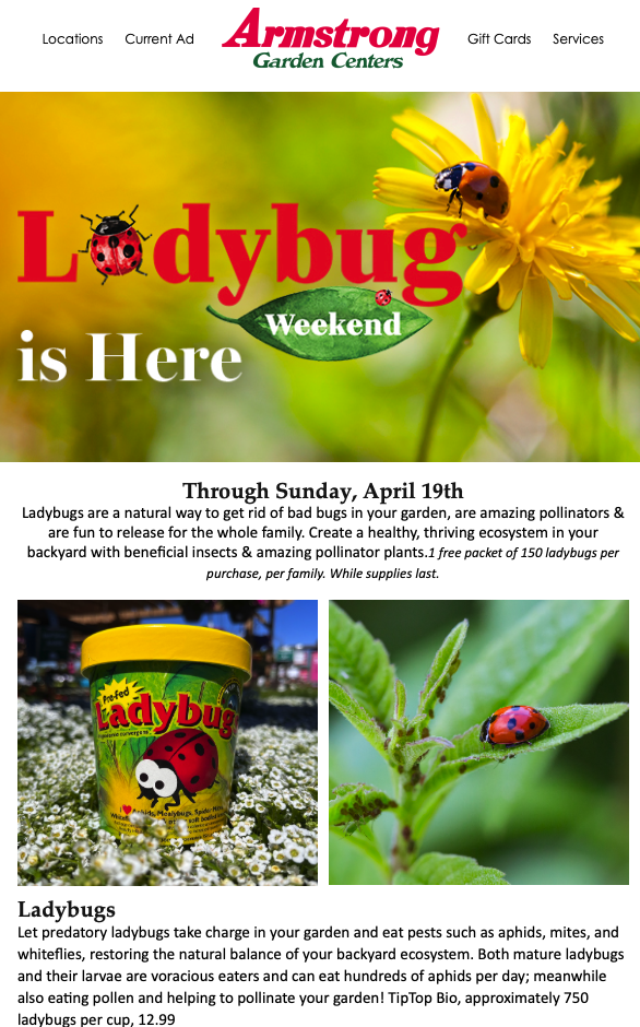 FREE ladybugs