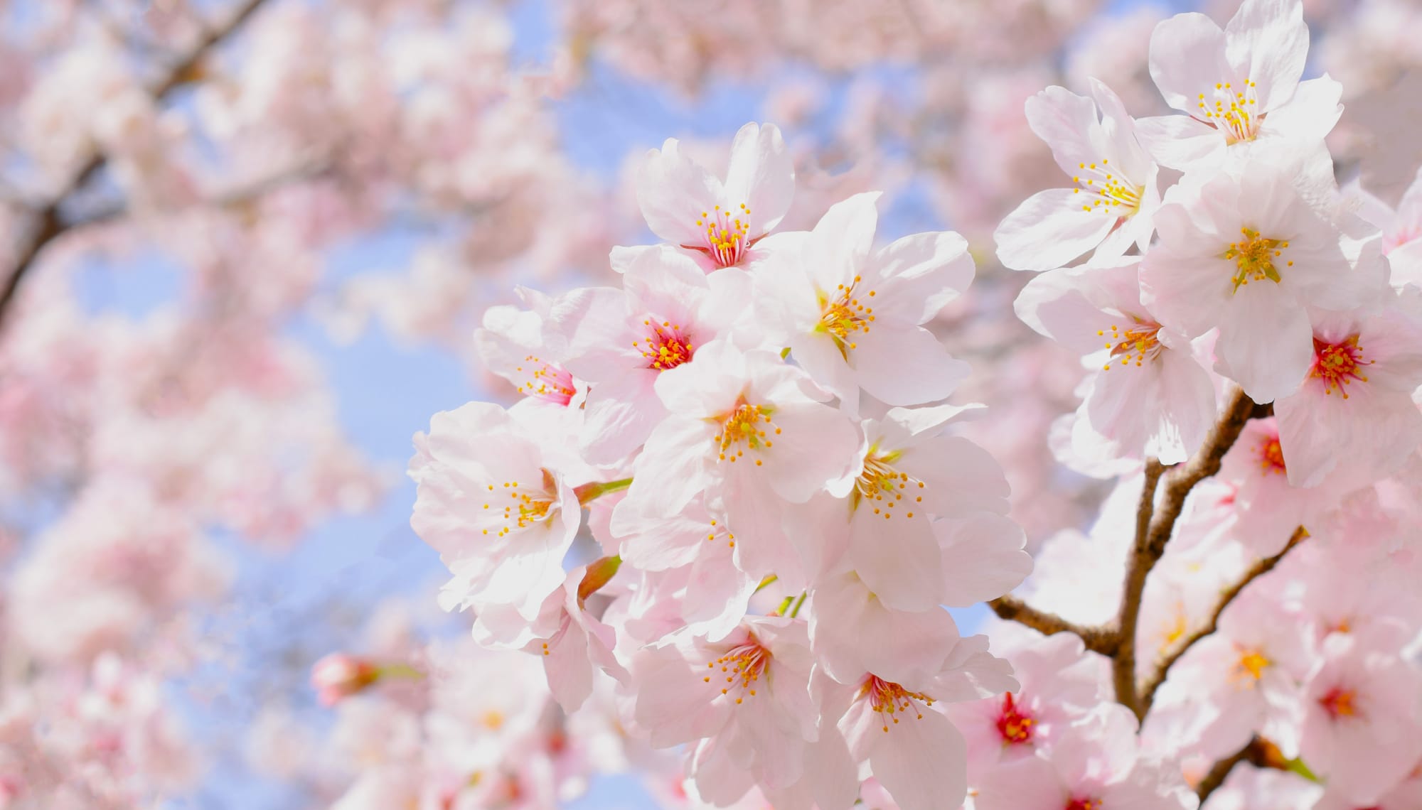 אביב | Spring Term