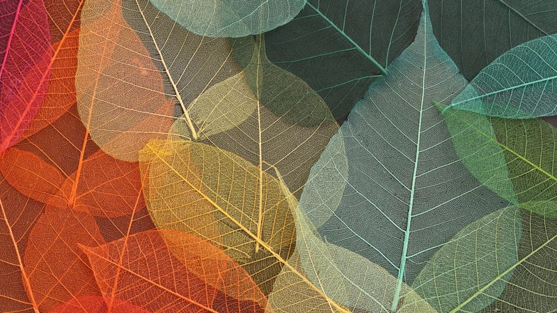 סתיו | Autumn Term