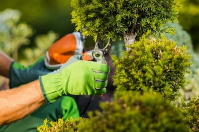 Best Landscape Design Company Saudi Arabia for Luxury Gardens