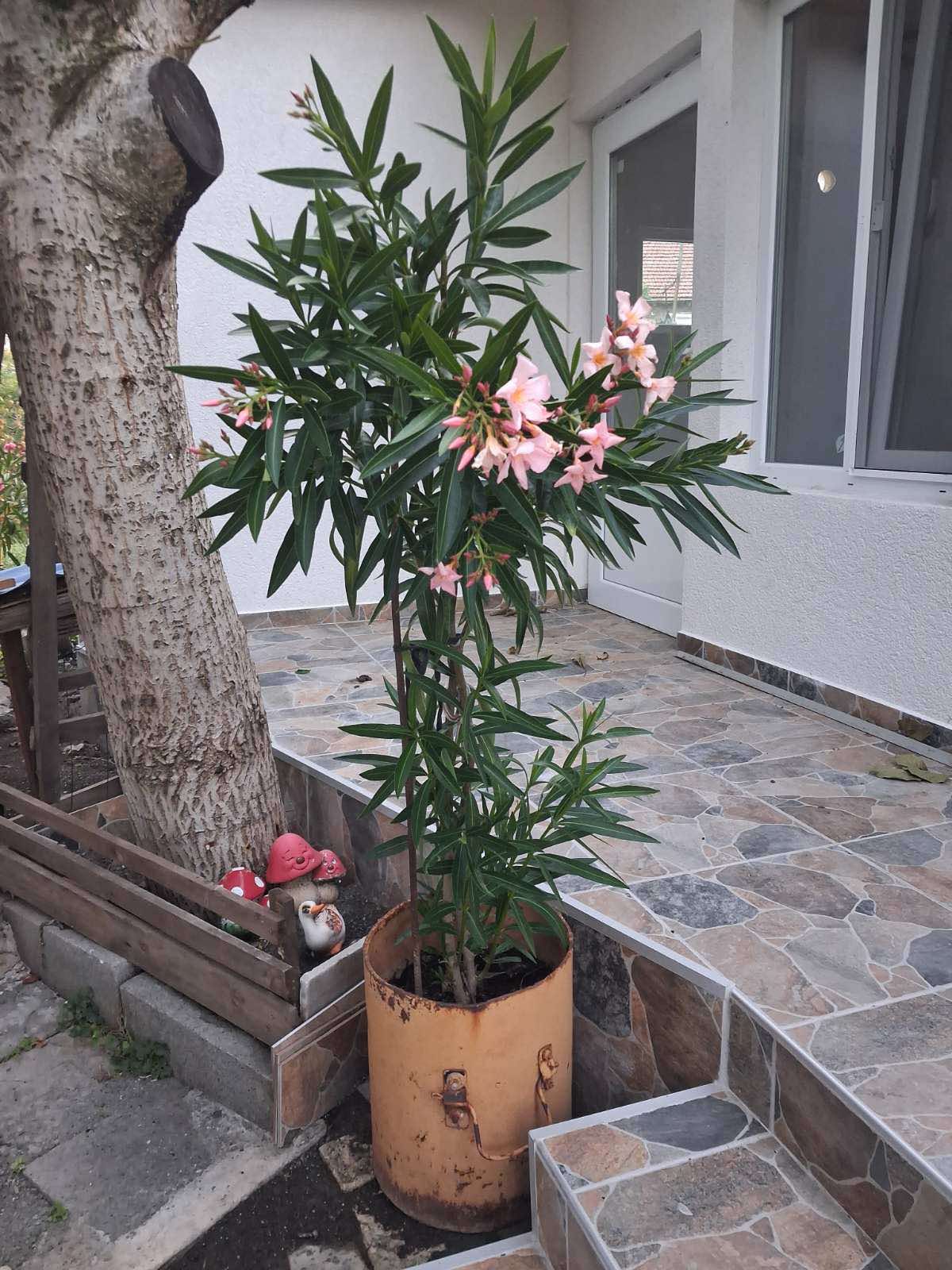 Пакет по избор