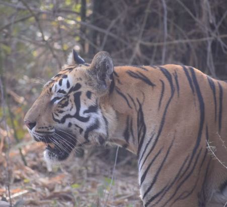 Wildlife safari packages India