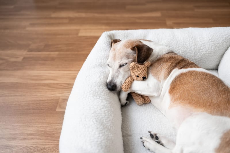 Wedding or Event Day Pet Care