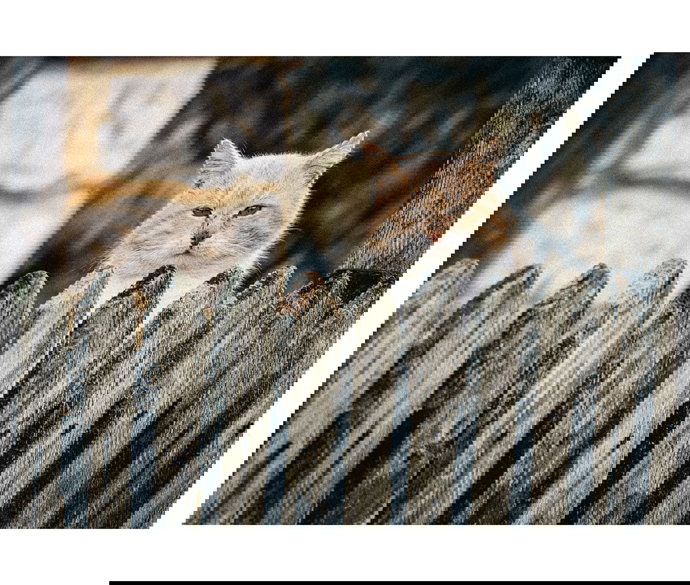 Дворът на кметството, село Бръшлян