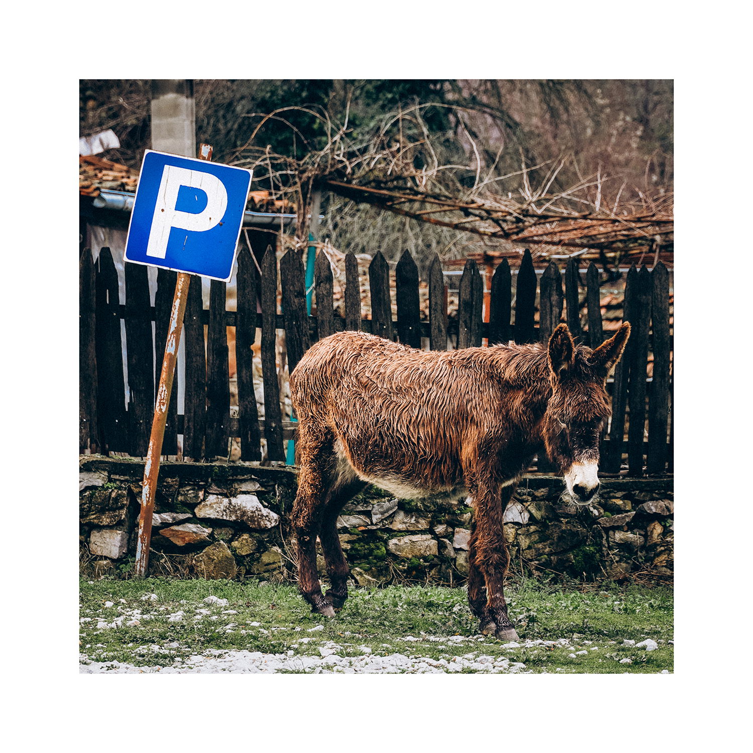 село Бръшлян