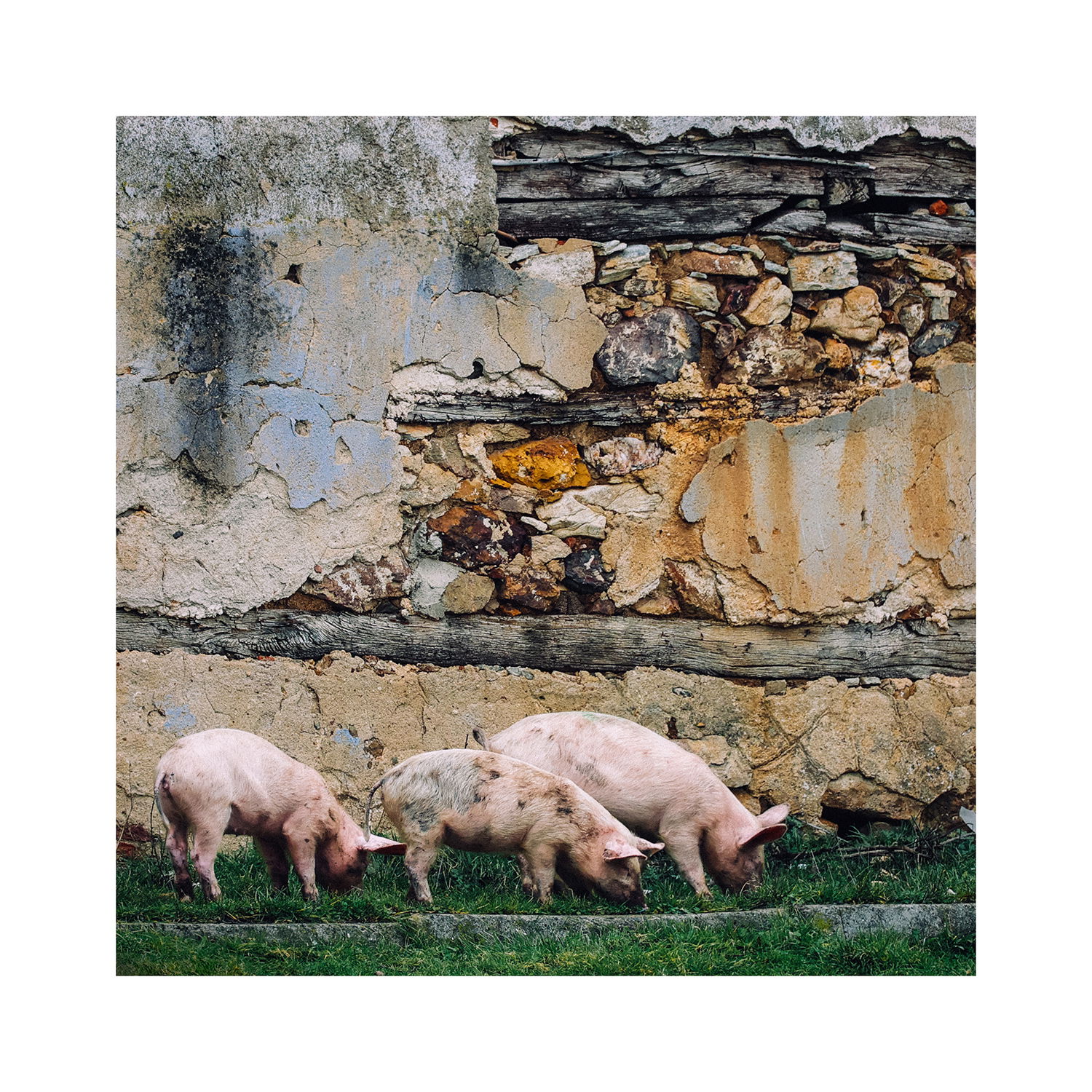 "Трите прасенца", село Звездец