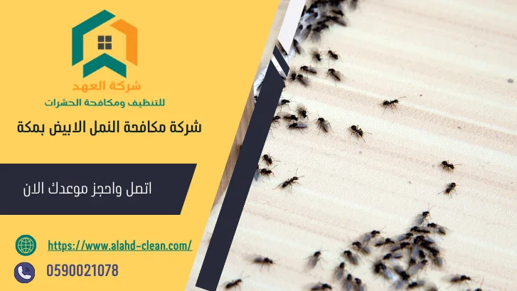 شركة مكافحة النمل الابيض بمكة