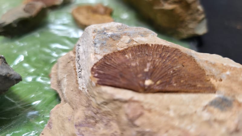 Rutas de Patrimonio BioCultural y experiencias inmersivas