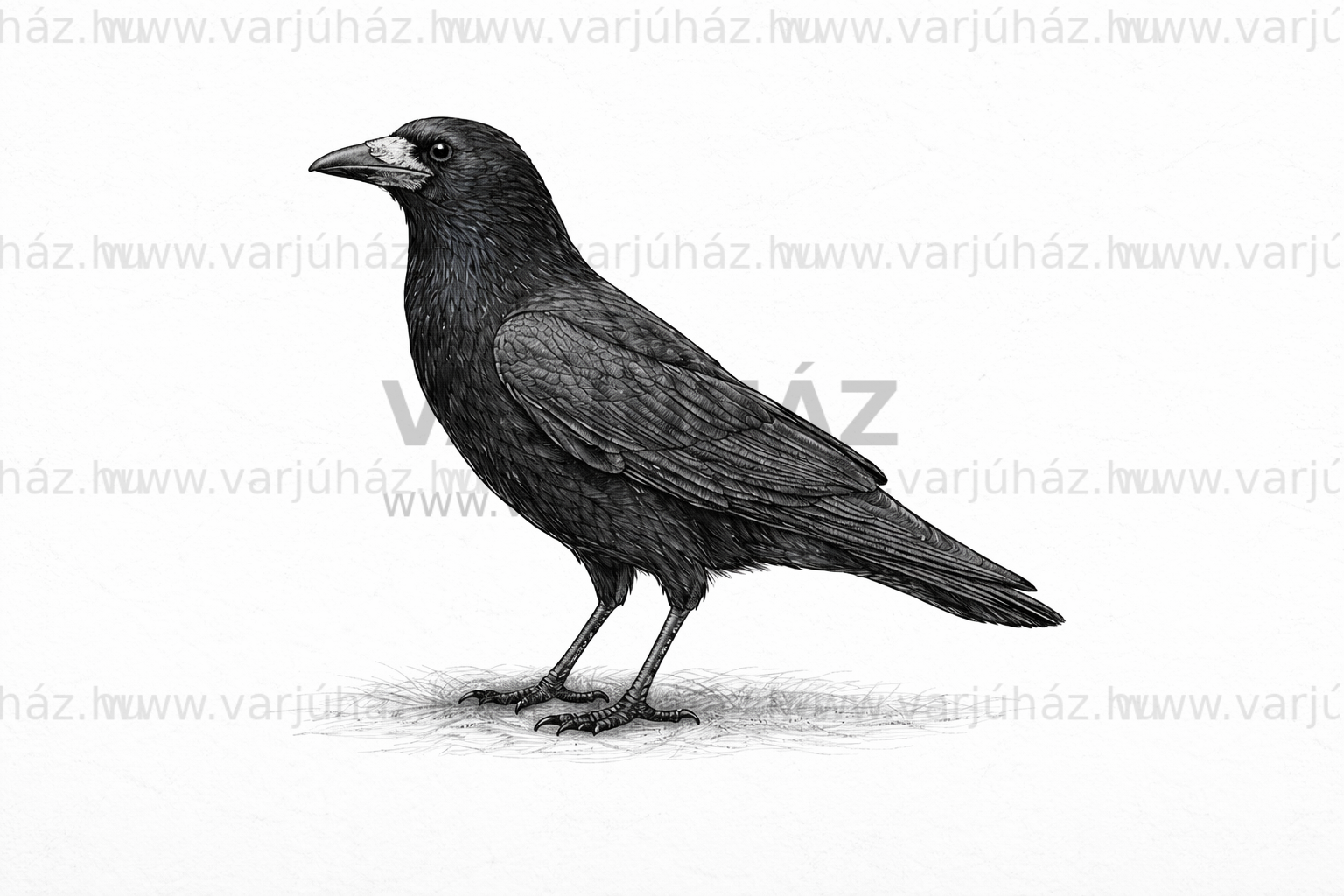 Vetési varjú: Barát vagy ellenség?