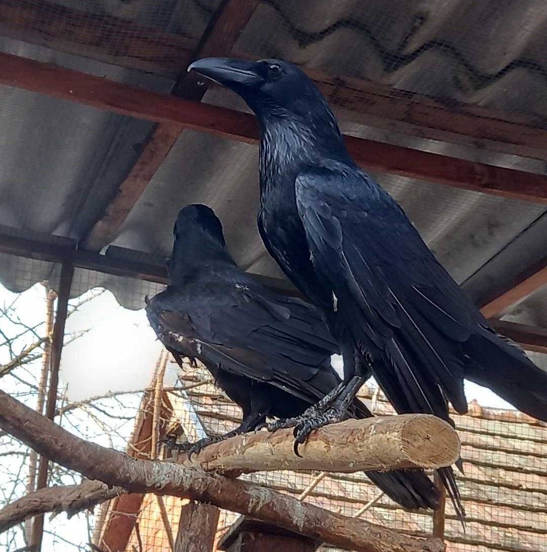 PÁN és NEVENINCS Hollók, párba álltak.