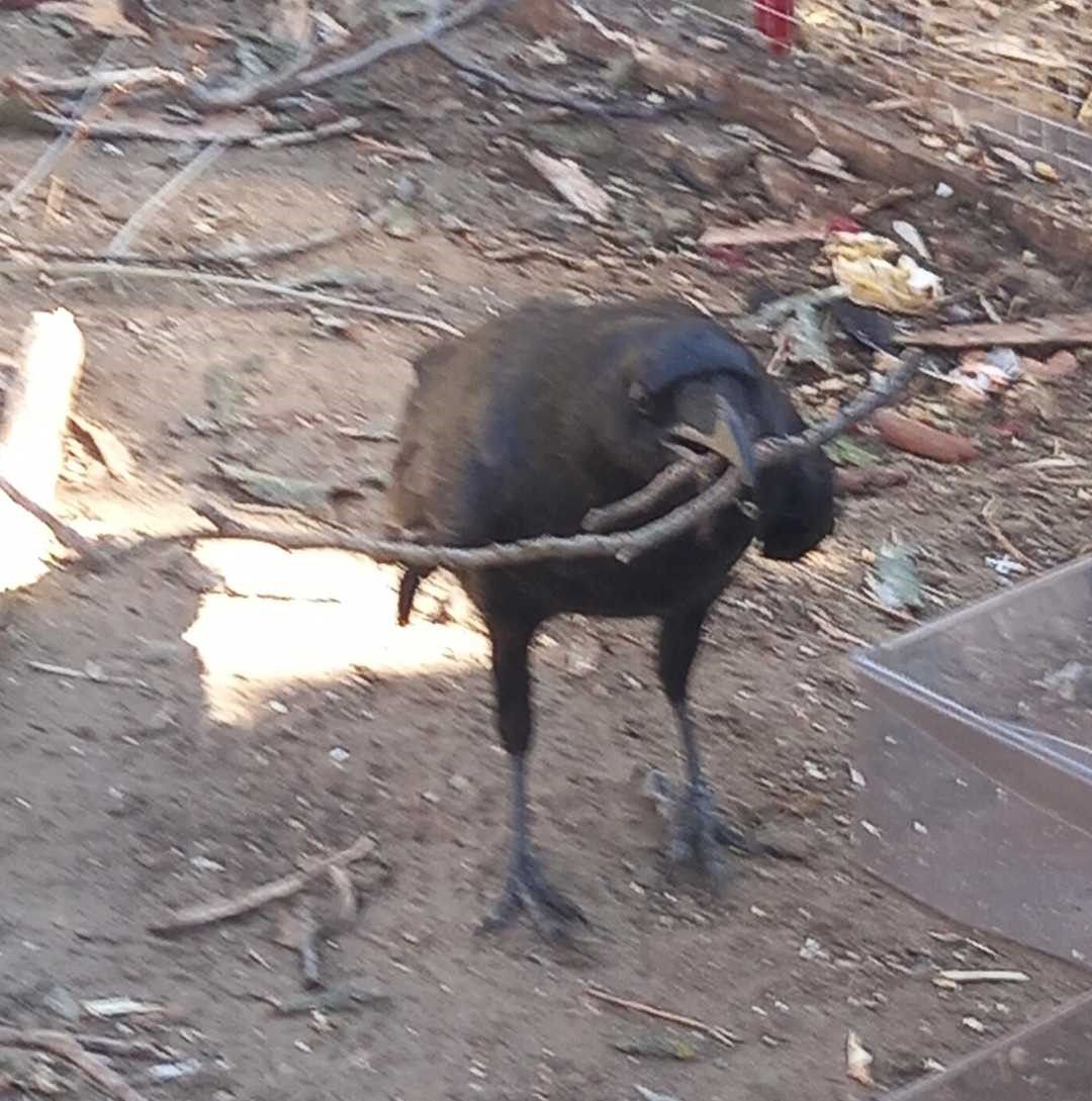 KIKI a HOLLÓ építőanyagot hurcol.