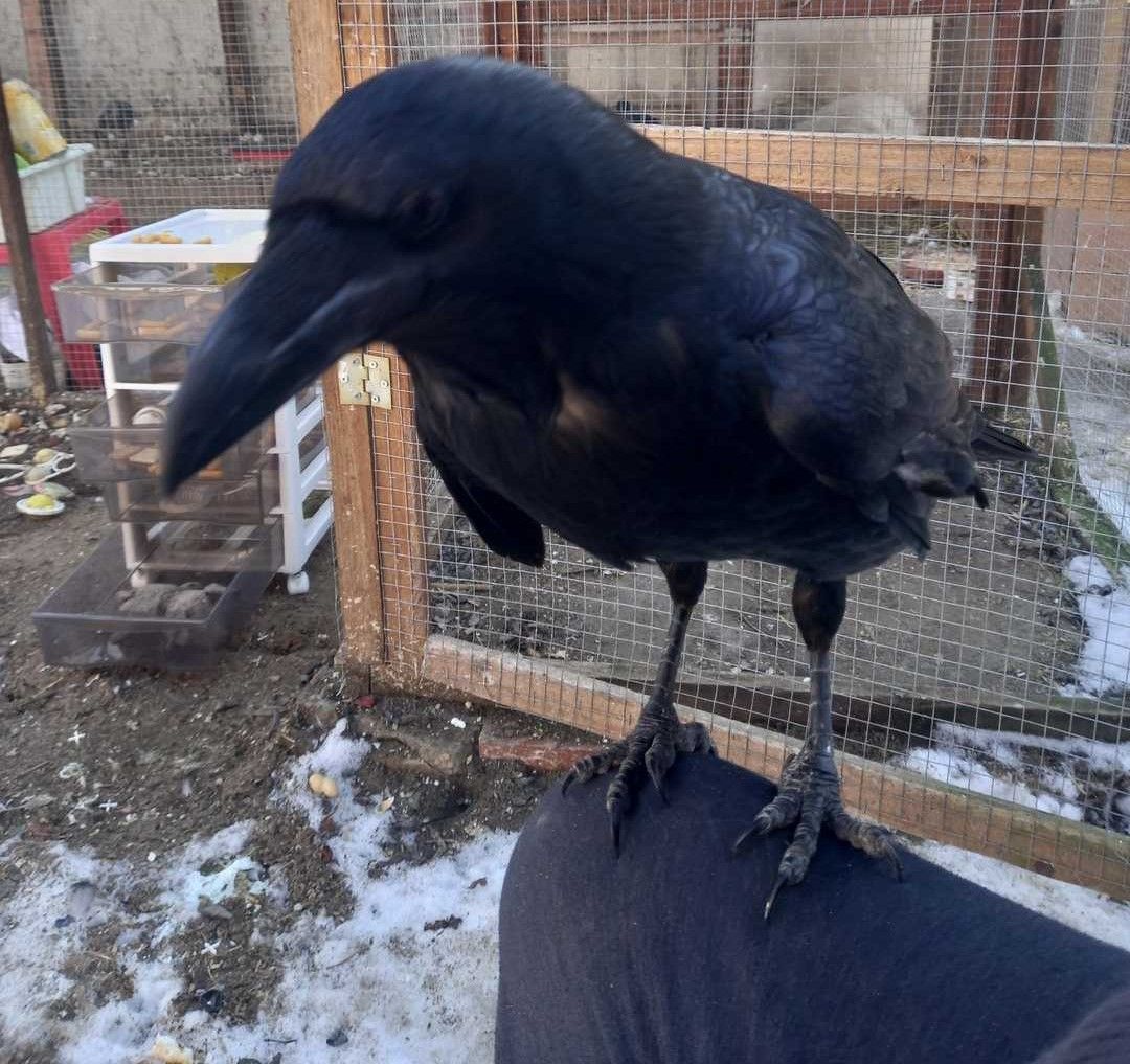 KIKI a HOLLÓ barátom