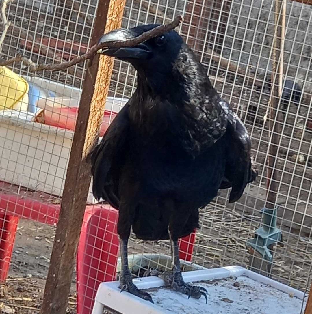 KIKI a HOLLÓ barátom, épitkezni készül.