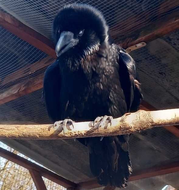 KIKI a Holló napozik