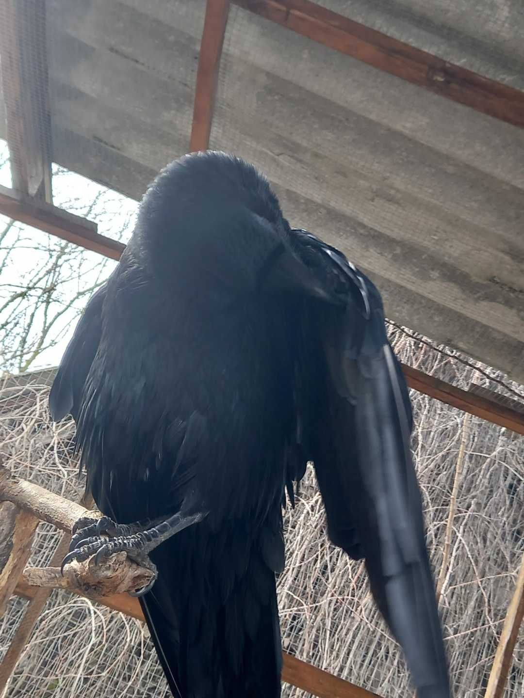 KIKI Holló tollászkodik 2.