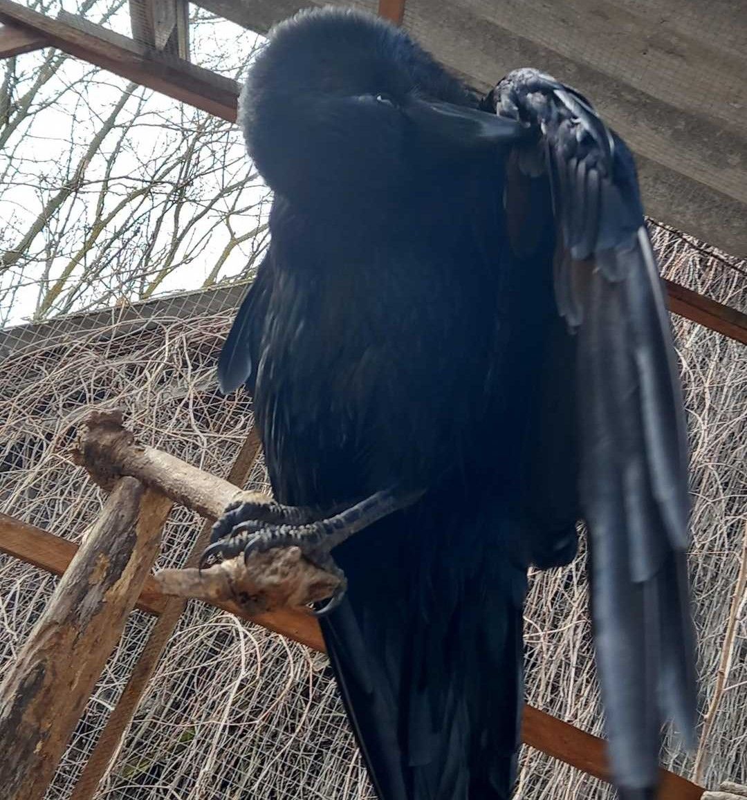 KIKI a HOLLÓ tollűszkodni jó!