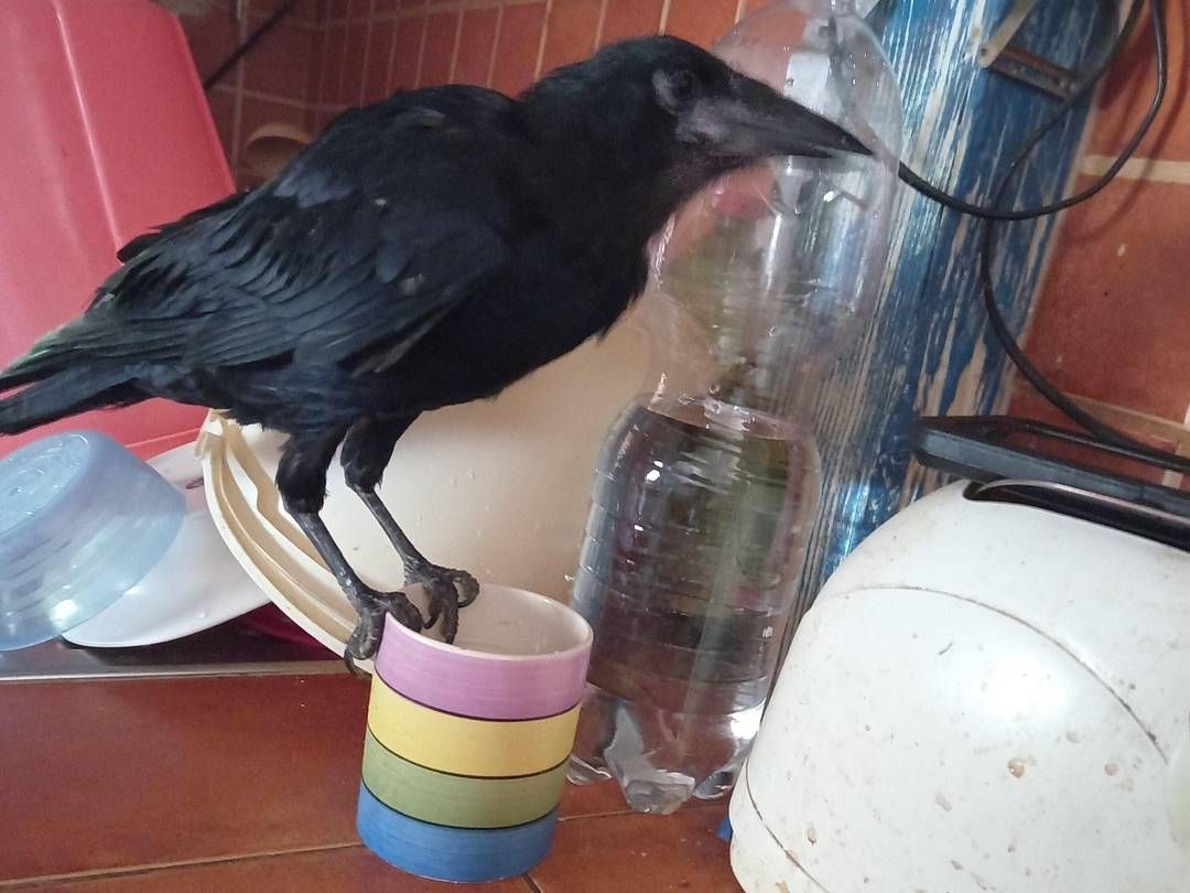 Ördög a Vetési varjú fióka