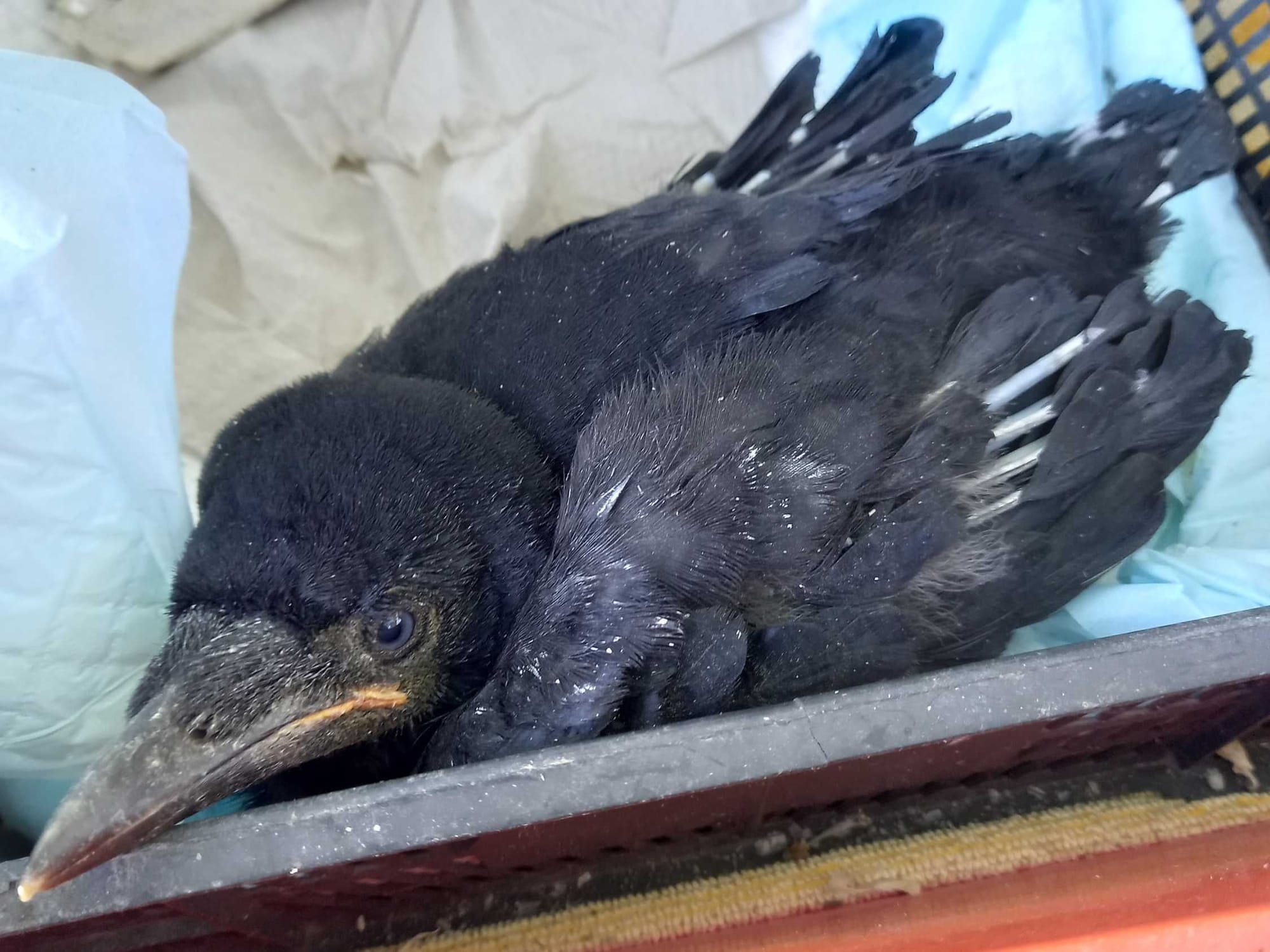 Vetési varjú fióka - Sátánka