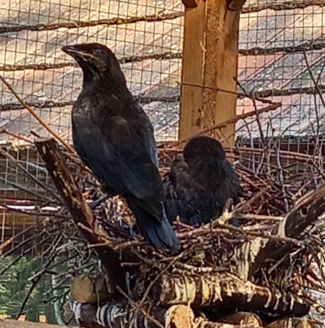 Vetési varjú fiókák.