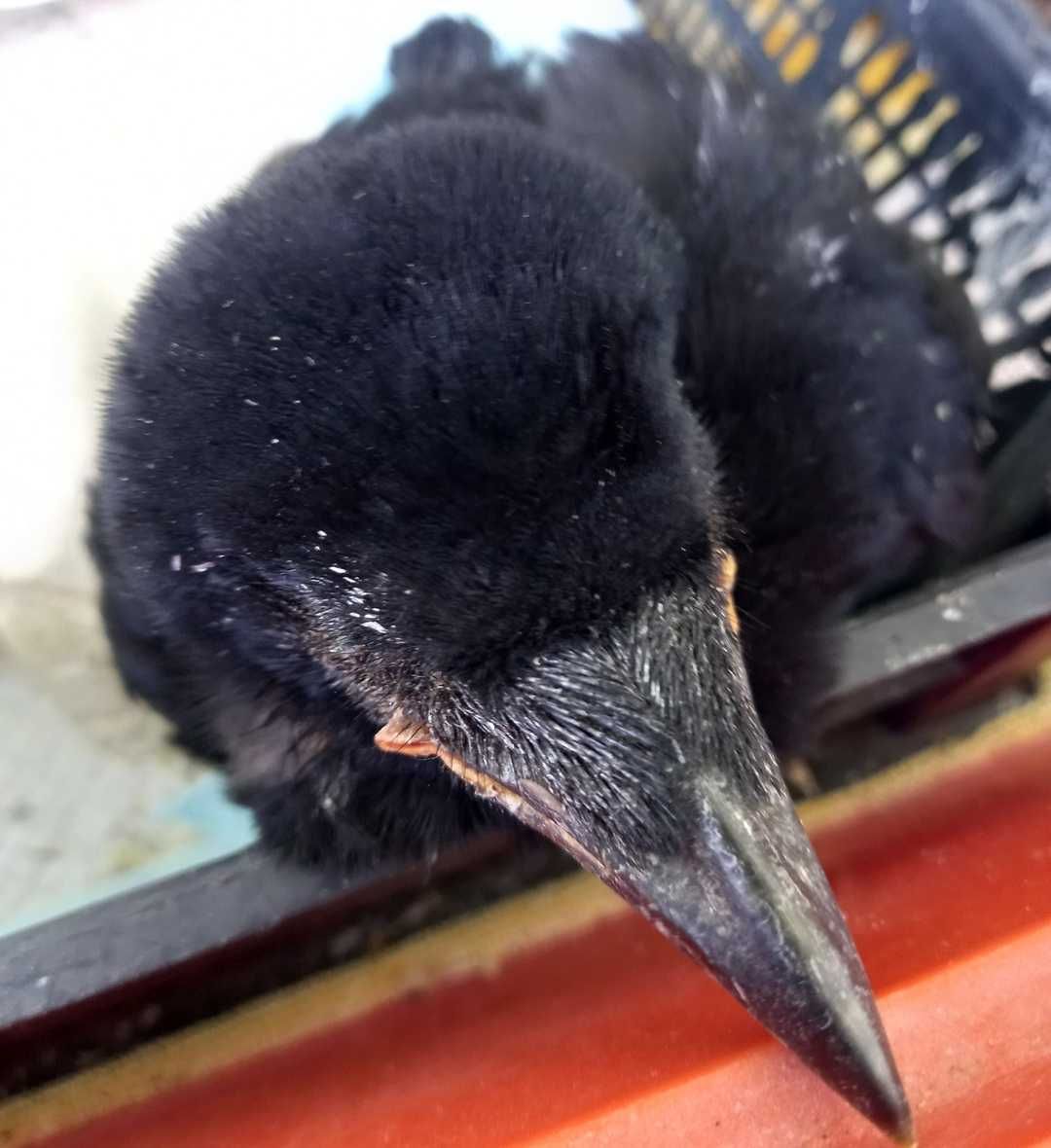 Sátánka a Vetési varjú fióka