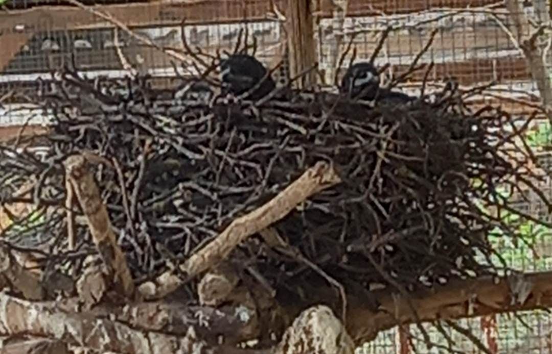 2026.Vetési varjú fiókák