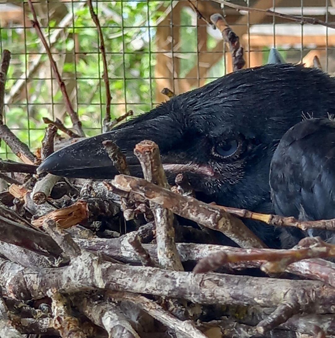 Vetési varjú fióka portré