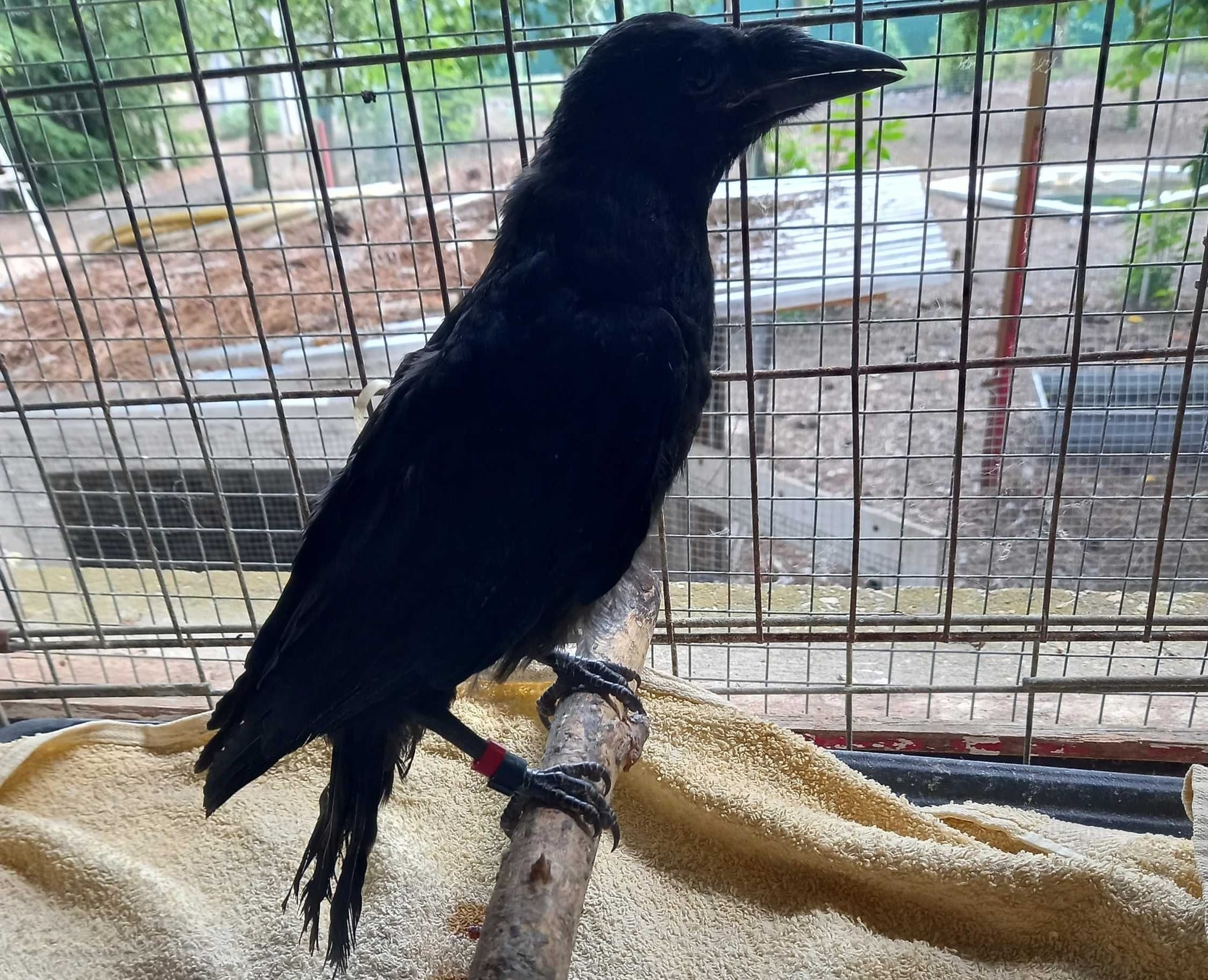 Vetési varjú, kis kamasz.