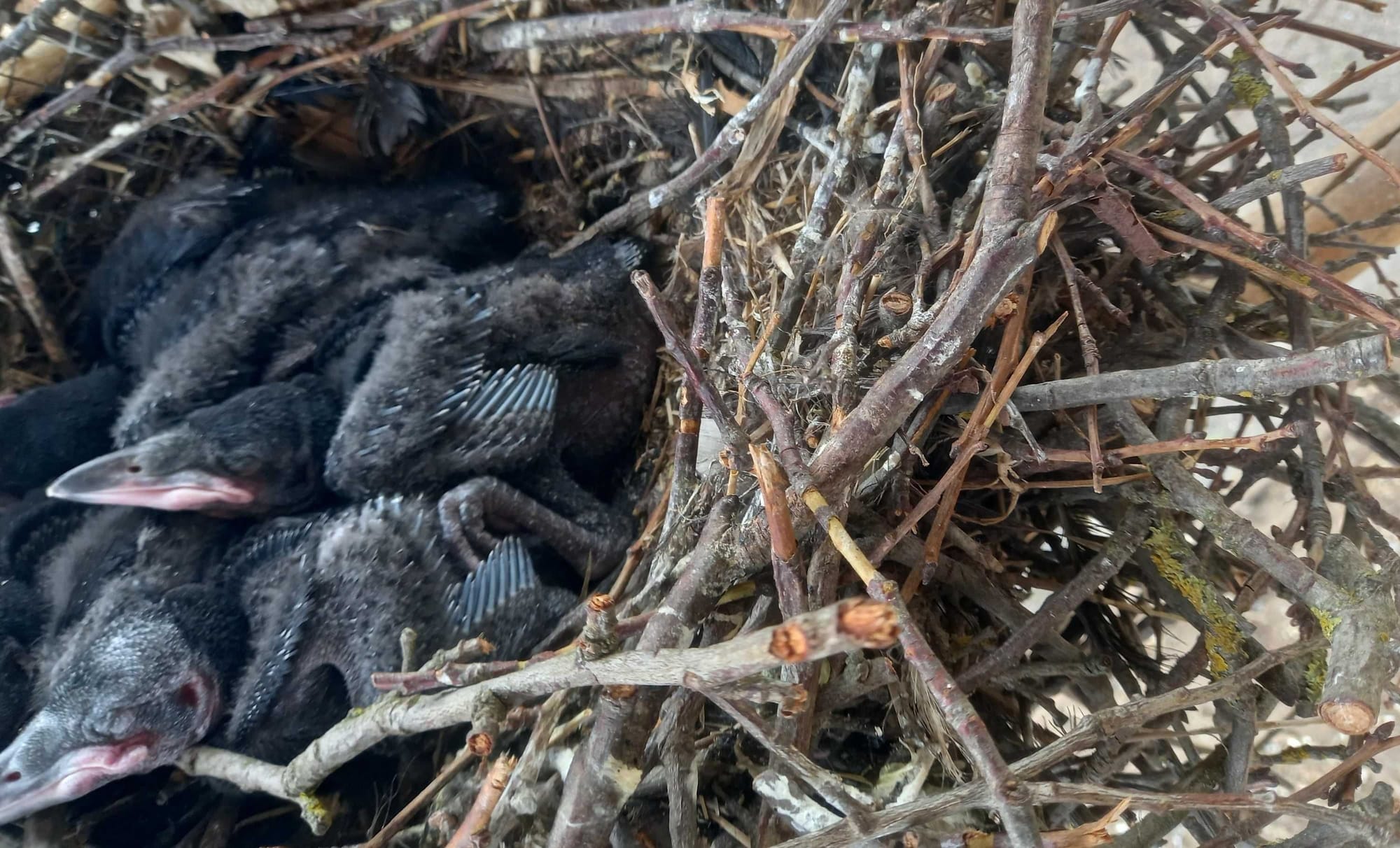 2026.  Tokos Vetési varjúfiókák a Varjúházban