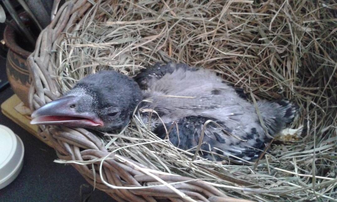 Dolmányos varjú fióka szundit