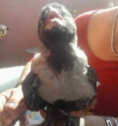 Kismazál Dolmányos varjú