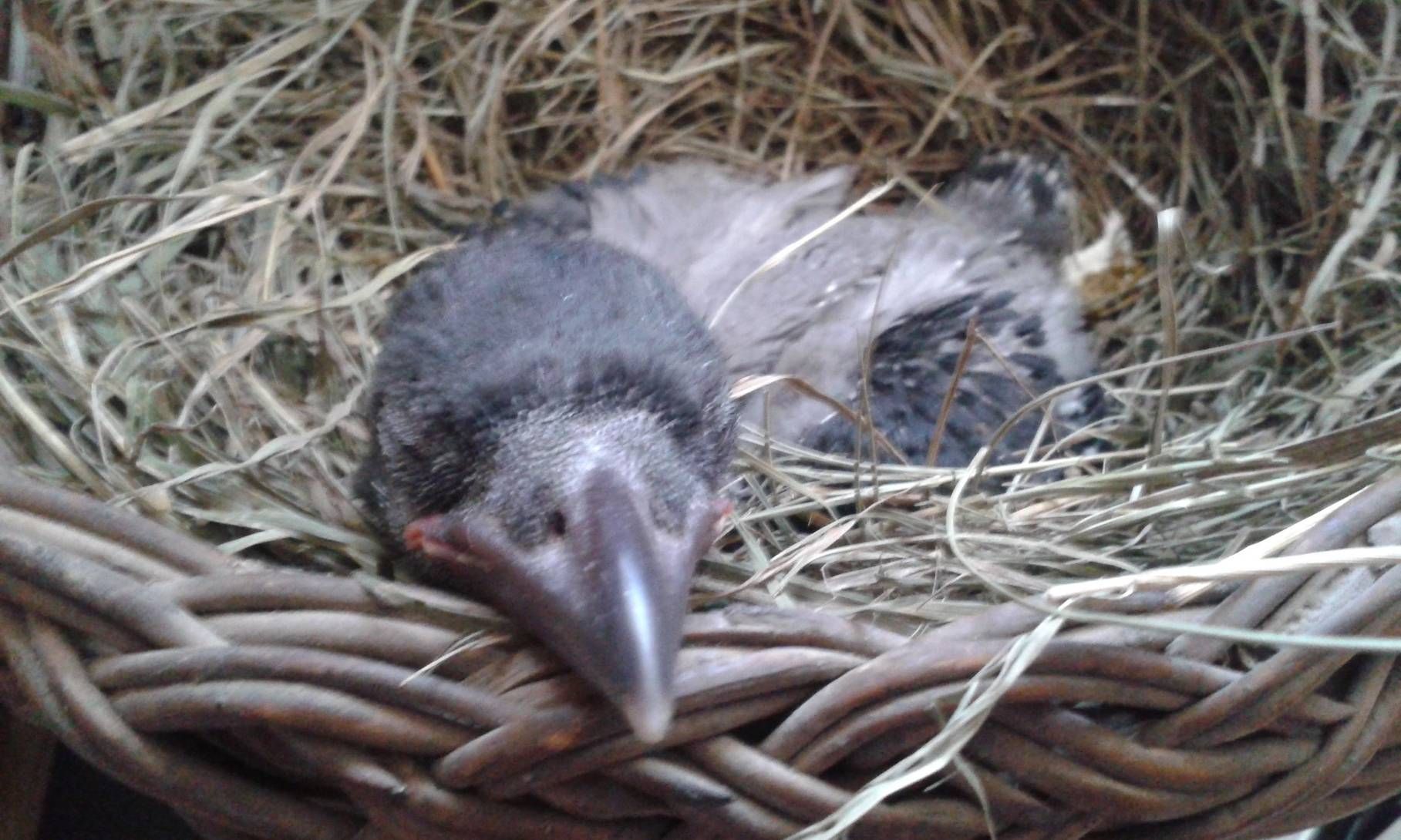 Dolmányos varjú fióka