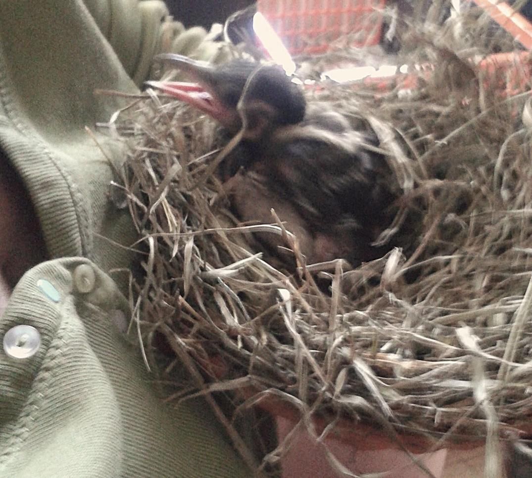 Pici Dolmányos varjú