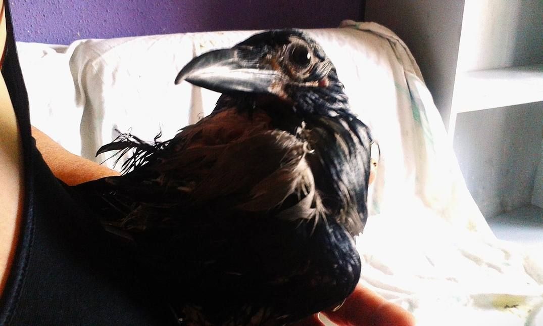 Ázottan az utcáról