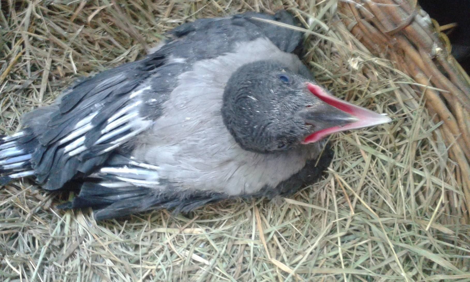 Kis Dolmányos varjú