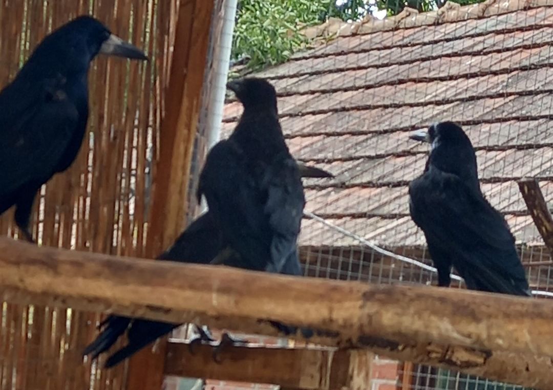 Kormi és két fiókája