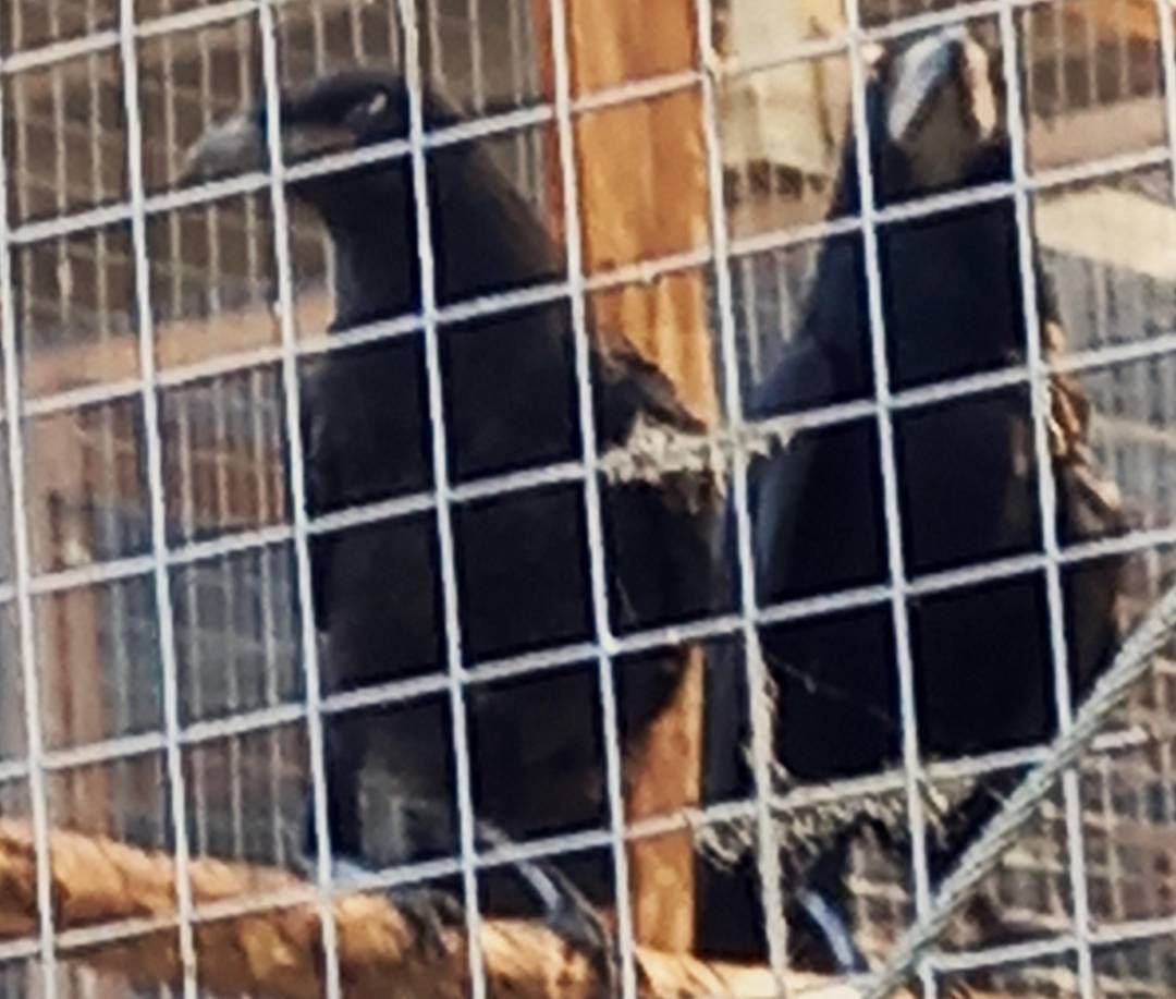 Vetési varjú költőpár