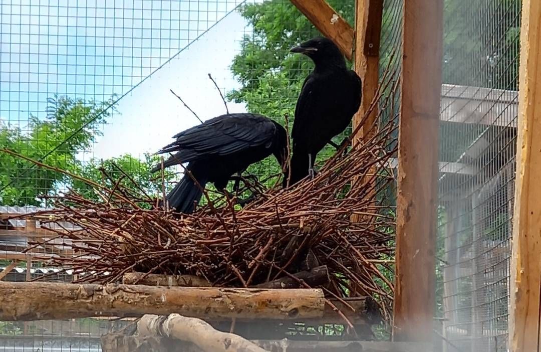 Kormiék két fiókája