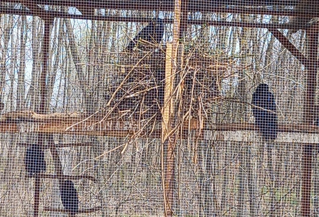 Építkezés Vetési varjak-nál