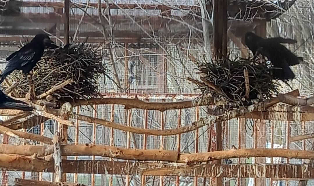 Két fészek készül