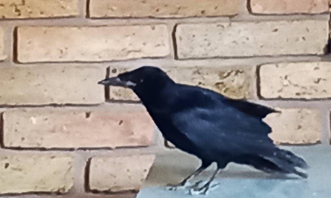 Mindenhová viszünk ágat