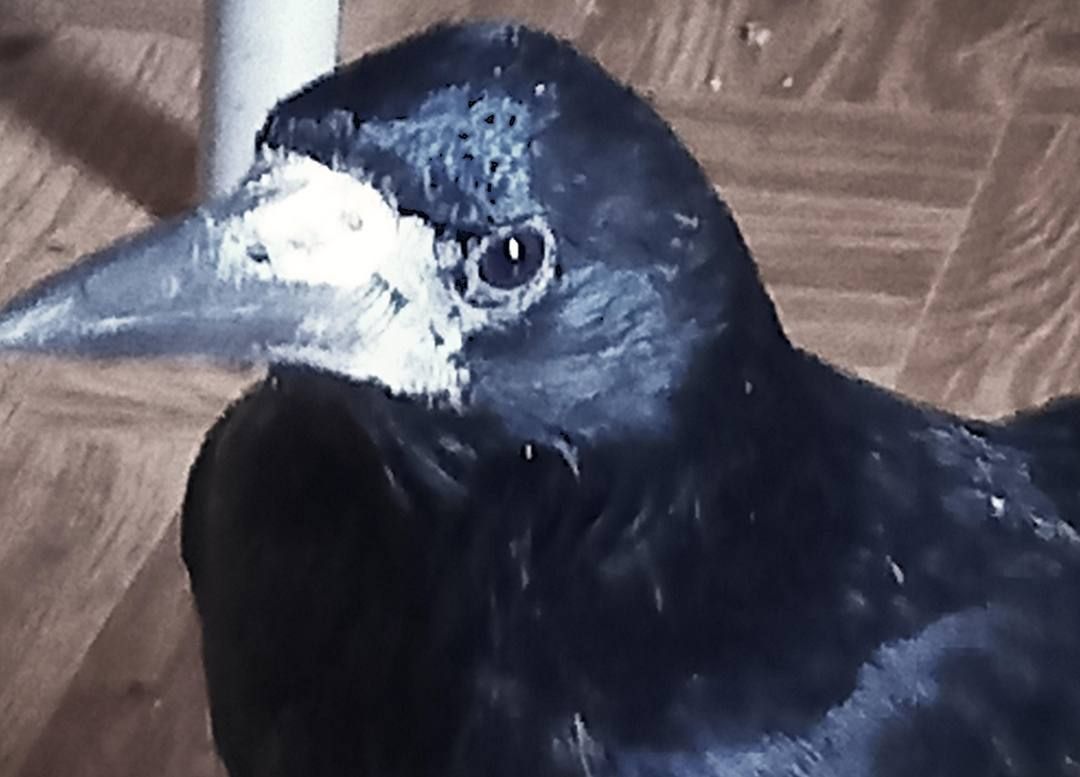 MINI a Vetési varjú portré