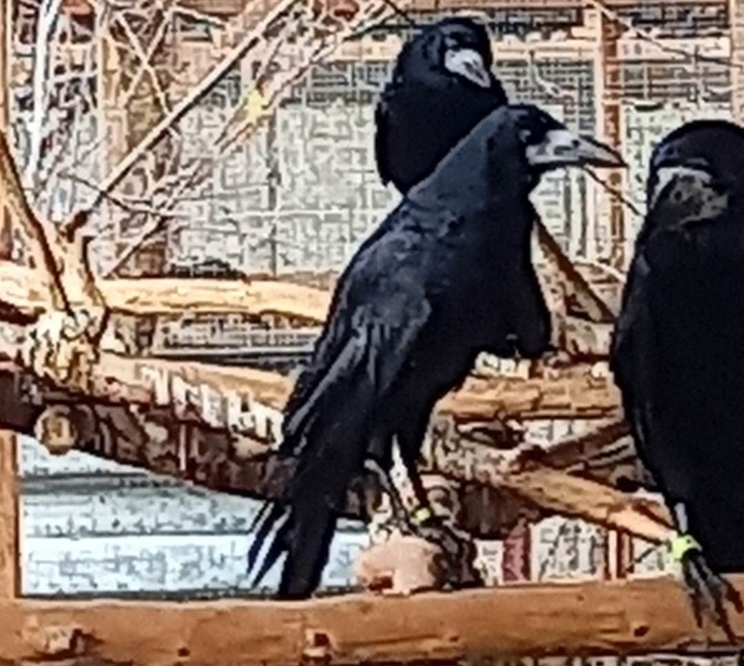 Tanácskozás kezdete